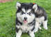 Beautiful f2 pomskies. All blue eyes. Ready. Vet checked
