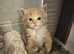 Maine Coon kitten for sale