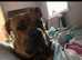 Cane corso mix