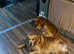 Golden Retriever  ready to go 1 boy