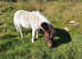 Pedigree shetland gelding broken