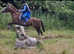 Welsh section B 12.2h 16y old Chestnut Mare