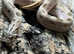 Arctid Conda het Lavender Western Hognose at Birmingham Reptiles