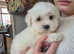 Maltese pup's for sale