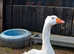 SEBASTOPOL FERTILISED HATCHING EGGS
