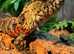 Shinisaurus Lizard (Male) crocodile lizard.