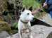 Jackrussell terrier ( FOR STUD ONLY )