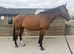 16h quality gelding