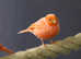 Red Canaries,17