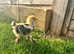 Ducks - Chickens - Chicks - Ducklings