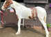Home bred coloured colt (NOW GELDED (01.02 2024)