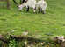 6 Pygmy goats for sale
