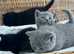 Beautiful Bsh Kittens (READY 8TH JUNE)