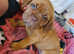 Drogue de bordeaux