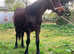 Cob colt