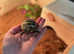 Baby tortoise with all you need - new home & accessories