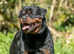 Rottweiler puppy