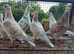 RARE COLOUR ALMOND RACING PIGEONS