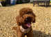 Teddy the cockapoo