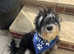 Schnoodle/Schnauzer Pups