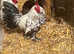 Sablepoot booted bantam rooster
