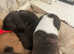Stocky staffs puppies