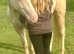 Quarter horse , cremello , gelding.