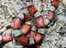 Stuarts Milk Snake at Birmingham Reptiles