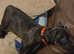 Staffordshire bull terrier for puppy sale