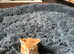 Kittens for sale