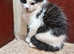 Kitten to rehome