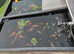 KOI FOR SALE NOT MANY LEFT BE QUICK MOVIN HOUSE