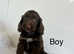 3 stunning cockapoo puppies ready now