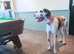 kc reg great dane bitch colour harli -quin .fully house trained. 2 and a half years old