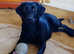 Superb KC reg black working labrador pups