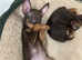 Russian toy terrier KC registered