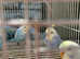 Rainbow budgies all this year babies