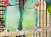 Beautiful young alexandrine parrot