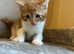 Beautiful kittens