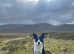 border collie male puppy