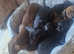 Dachshund