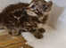 STUNNING Bengal kittens  ready for a loving home