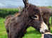 Registered Jenny Donkey