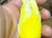 Canary
