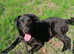 Black Labrador X to be rehomed