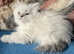 Gorgeous TICA British Longhair male kittens
