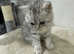 British shorthair female white and silver