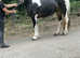 2 years old mare.