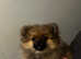 Beautiful Pomeranian cross Puppies
