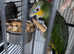 Amazon parrot